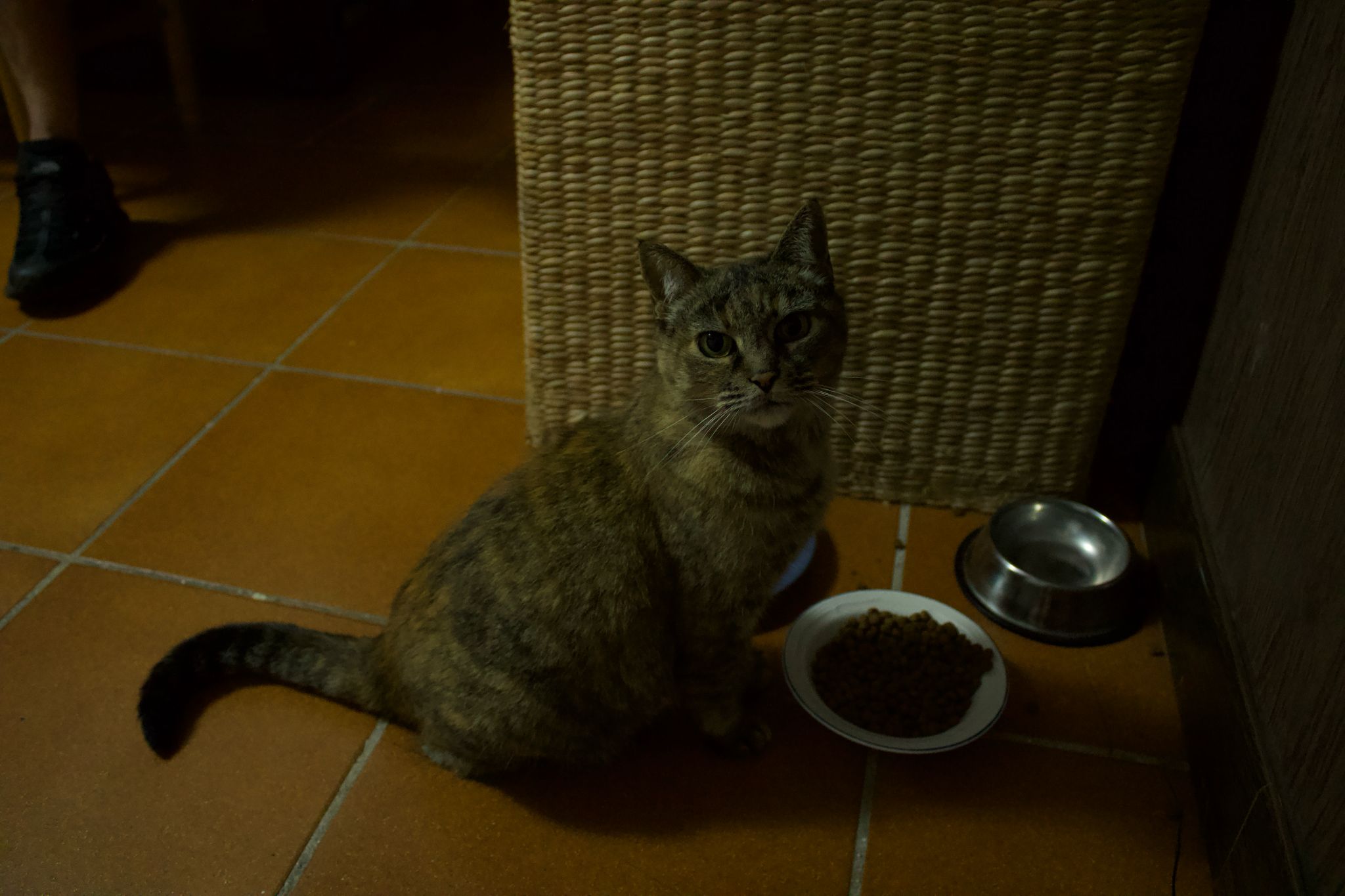 Gatito 3