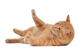 Gatito 1