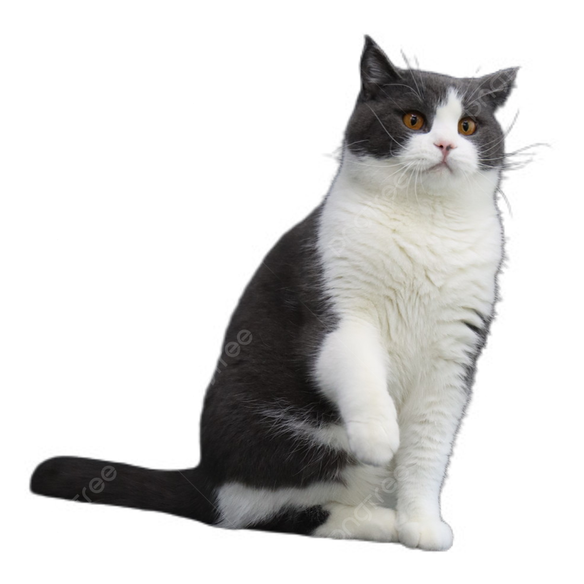 Gatito 2